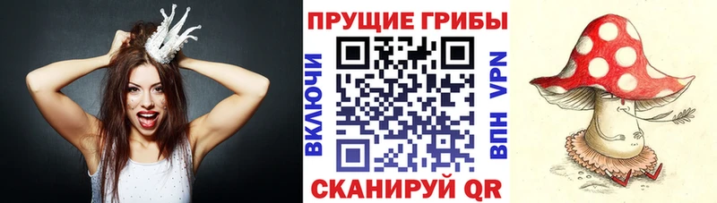 где купить   Вязьма  Псилоцибиновые грибы GOLDEN TEACHER 